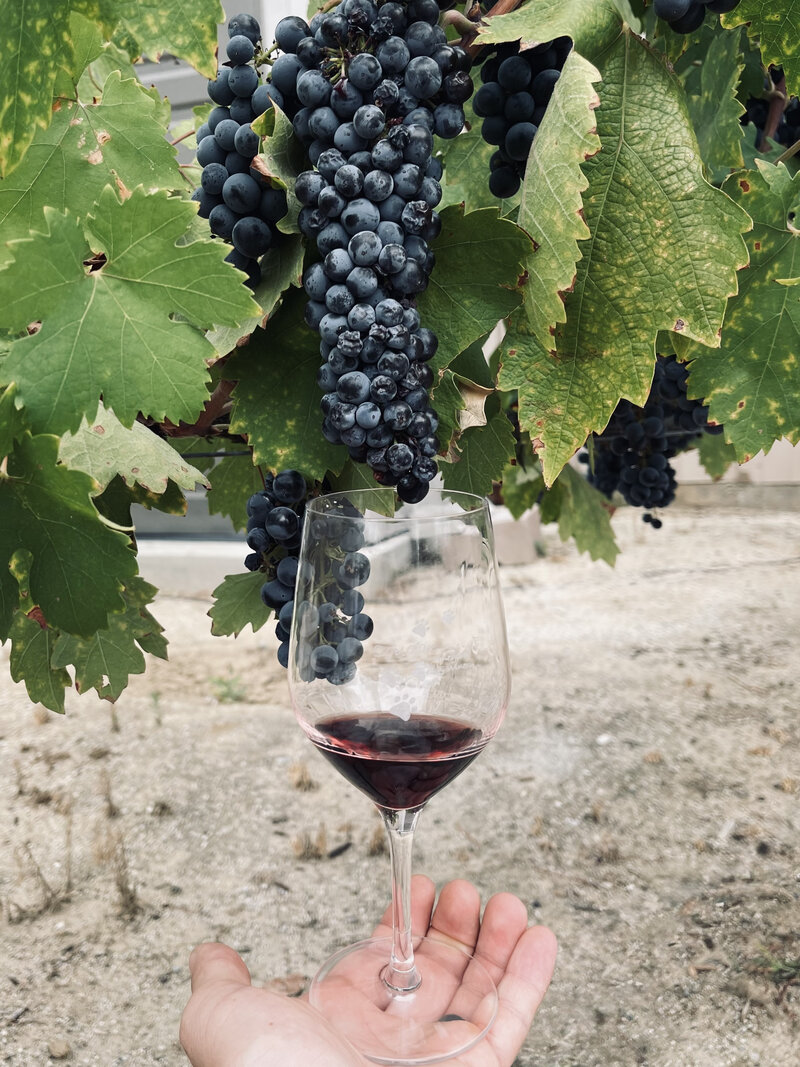 Wine glass and grapes